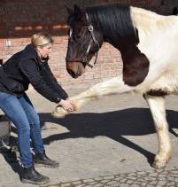Physiotherapie Pferd Hildesheim TaktRein Claudia Schriefer Blockaden